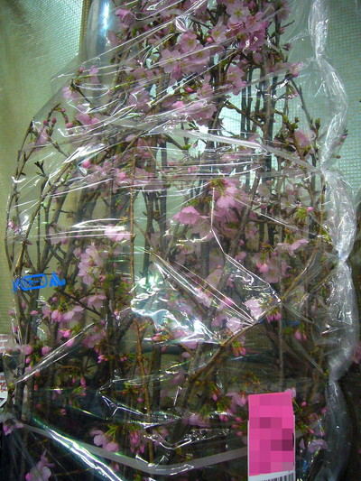 熱海桜