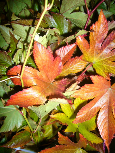 紅葉木苺