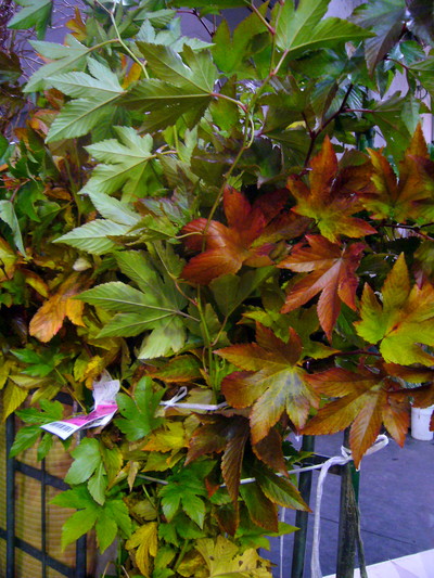 紅葉木苺