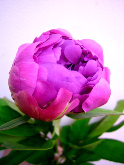 華燭の典