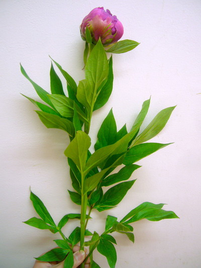 華燭の典