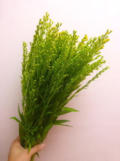 キリン草