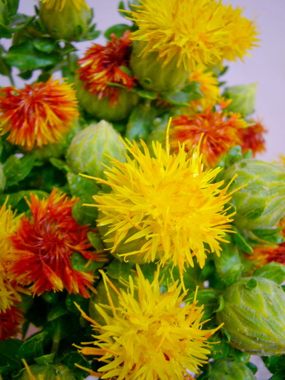 紅花橙丸葉
