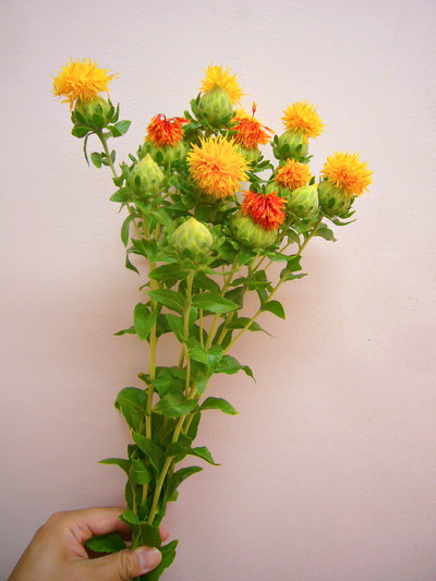 紅花橙丸葉