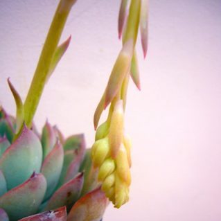 はなうらら