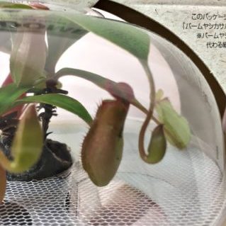 ネペンテス