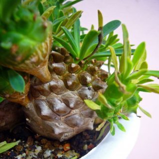 ユーホルビア