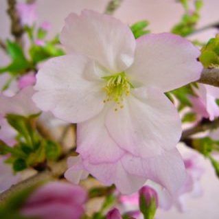 御殿場桜