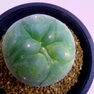 翠冠玉