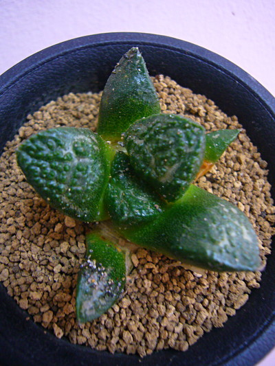 亀甲牡丹