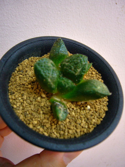 亀甲牡丹