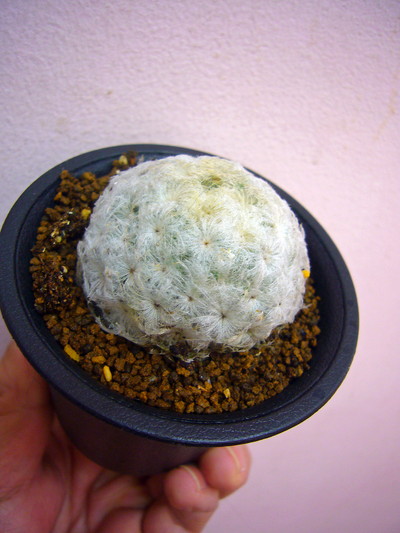 白星