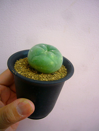 翠冠玉