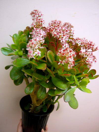 花月