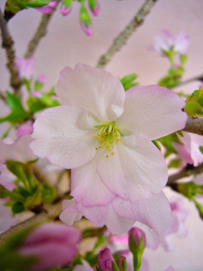 御殿場桜