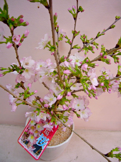 御殿場桜