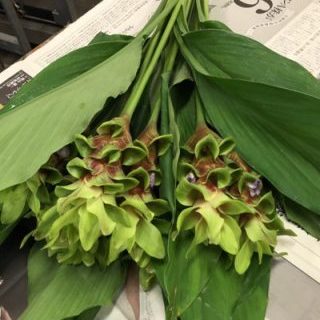 チョコゼブラ