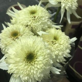 モッツァレラ