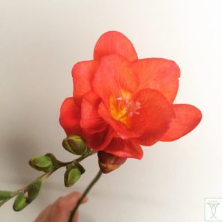 オレンジーナ