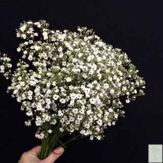 プチパール