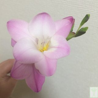 トゥールーズ