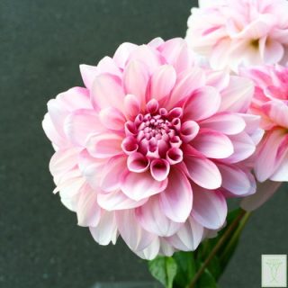 桜貝