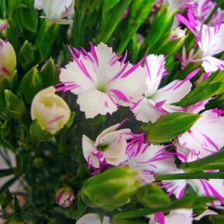 線香花火