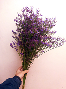 A.サフオラダークブルー | 花市場の仲卸 大森花卉 おおもりかき