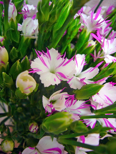 線香花火