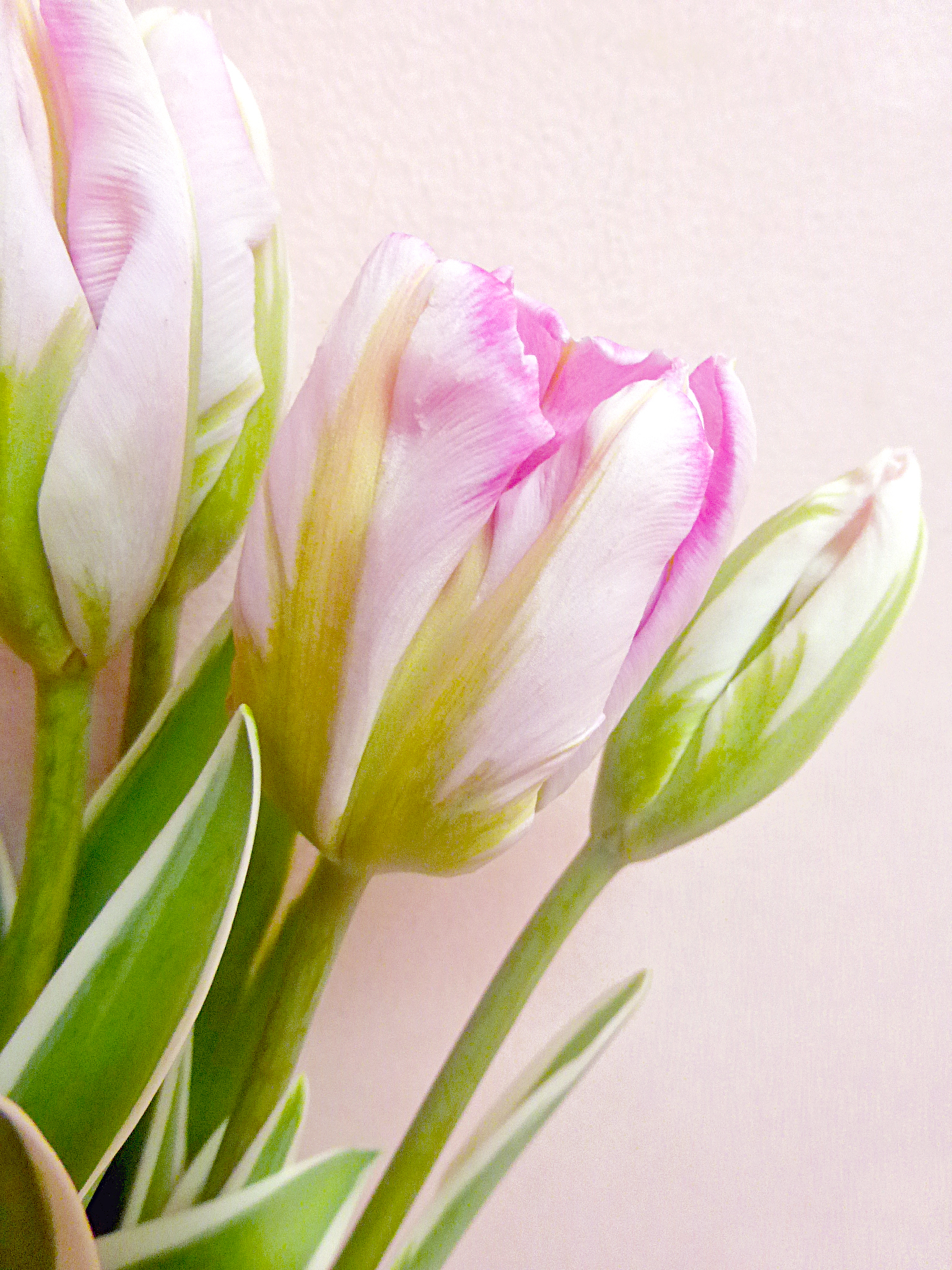 シルバーパーロット