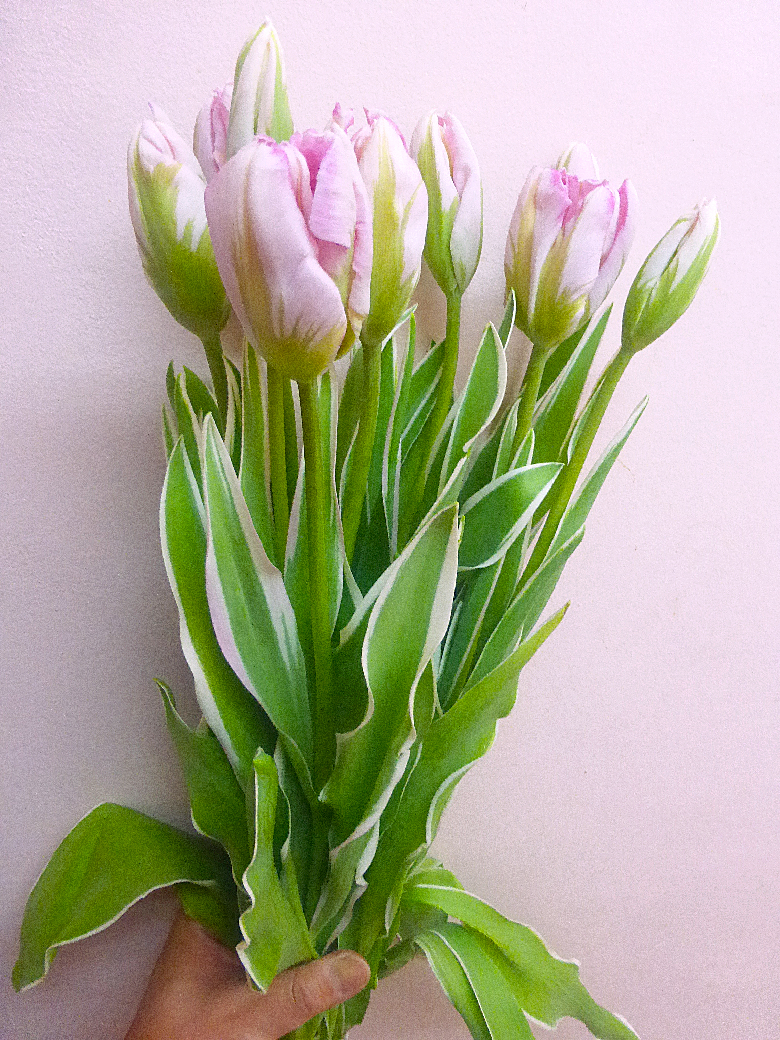 シルバーパーロット