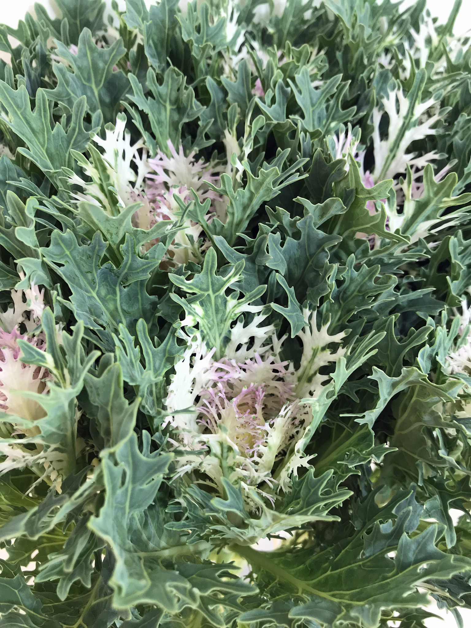 トゥーションレース