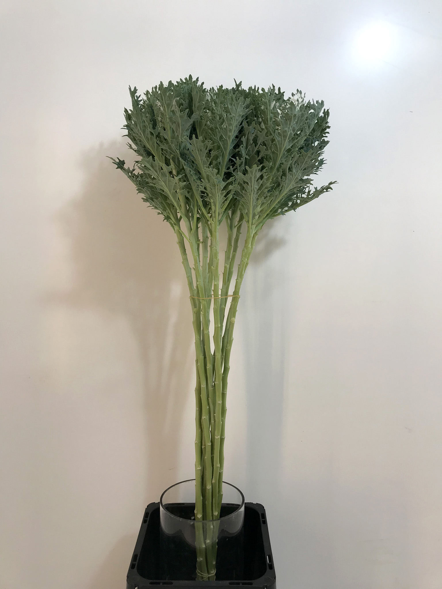 トゥーションレース