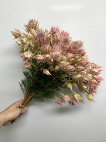 セルリア ブラッシングビューティー ピンク 花市場の仲卸 大森花卉 おおもりかき