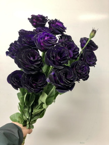 今日のいちりん 花市場の仲卸 大森花卉 おおもりかき
