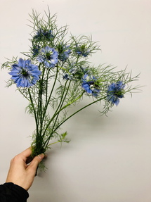 今日のいちりん 花市場の仲卸 大森花卉 おおもりかき