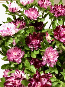 今日のいちりん 花市場の仲卸 大森花卉 おおもりかき