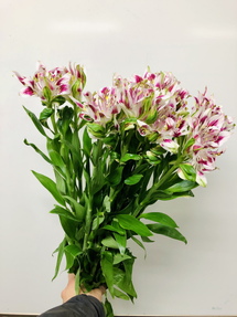今日のいちりん 花市場の仲卸 大森花卉 おおもりかき 今日のいちりん 花市場の仲卸 大森花卉 おおもりかき