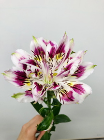 今日のいちりん 花市場の仲卸 大森花卉 おおもりかき 今日のいちりん 花市場の仲卸 大森花卉 おおもりかき