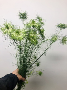 グリーンマジック | 花市場の仲卸 大森花卉 おおもりかき