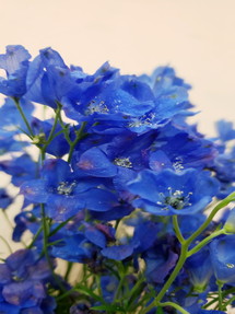 今日のいちりん 花市場の仲卸 大森花卉 おおもりかき