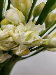今日のいちりん 花市場の仲卸 大森花卉 おおもりかき