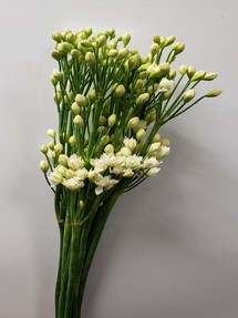 今日のいちりん 花市場の仲卸 大森花卉 おおもりかき