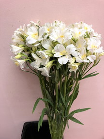 今日のいちりん 花市場の仲卸 大森花卉 おおもりかき 今日のいちりん 花市場の仲卸 大森花卉 おおもりかき