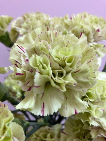 今日のいちりん 花市場の仲卸 大森花卉 おおもりかき