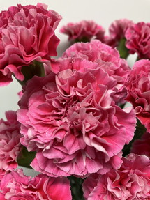 今日のいちりん 花市場の仲卸 大森花卉 おおもりかき