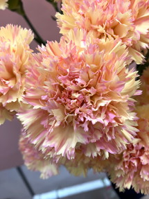 今日のいちりん 花市場の仲卸 大森花卉 おおもりかき