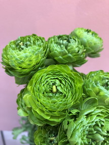今日のいちりん 花市場の仲卸 大森花卉 おおもりかき