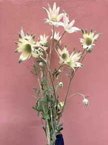 ファンシーマリエ | 花市場の仲卸 大森花卉 おおもりかき