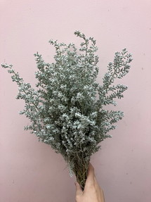 コチア | 花市場の仲卸 大森花卉 おおもりかき